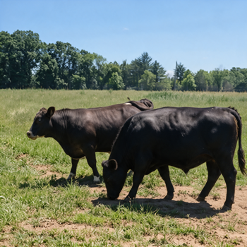 cow animal